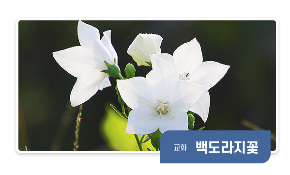 교화